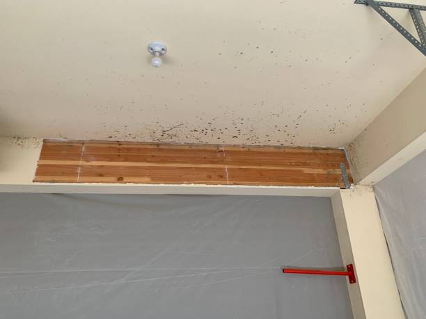 Best Water Damage & Mold Remediation  in Eminence, KY